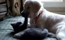 Video: tình yêu giữa chó và mèo