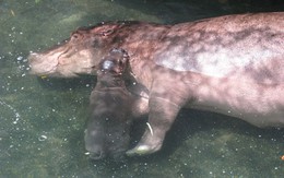 Chuyển dạ 30 giờ, hà mã Israel sinh con ở Bình Dương