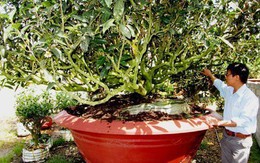 Đại gia bỏ trăm triệu săn chè cổ chơi cảnh