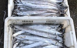 4 loại cá không thể nuôi nhân tạo trên thị trường, giá rẻ, thịt ngon, gặp là đừng bỏ lỡ