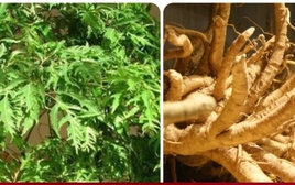 9 bài thuốc chữa bệnh từ cây đinh lăng