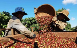 Nbà sản Việt sắp lên sàn thương mại di chuyểnện tử Trung Quốc