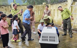 Bắt cá thể voọc quý hiếm sau nhiều ngày 'đại náo' khu vực Phong Nha