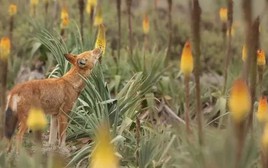 Kỳ lạ chó sói ở Ethiopia rất thích ăn mật hoa