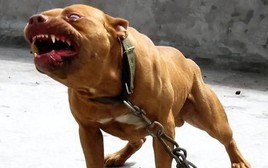 Chó ngao Tây Tạng, chó Pitbull và linh cẩu châu Phi, hiệu quả chiến đấu của ba loài động vật được xếp hạng như thế nào?