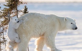 Các nhà khoa học đeo camera cho gấu Bắc Cực, thu về những thước phim đáng báo động