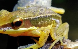 Kỳ lạ nấm mọc trên mình của một con ếch khỏe mạnh