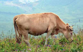 Vì sao con người chủ yếu ăn thịt động vật ăn cỏ thay vì động vật ăn thịt?