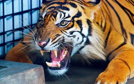 Hổ Java xuất hiện trở lại sau 36 năm tuyệt chủng?