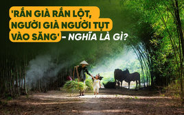 'Rắn già rắn lột, người già người tụt vào săng': Từ 'săng' trong thành ngữ này nghĩa là gì?