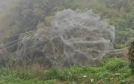 Mạng nhện khổng lồ như động bàn tơ xuất hiện sau một đêm khiến dân làng sợ hãi