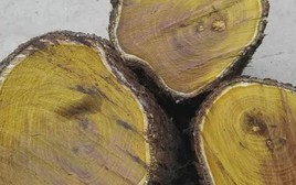 Lan đột biến không là gì, đây là loại cây có giá 9.000 tỷ đồng: Thân gỗ tỏa sáng như vàng ròng nhưng vì sao cho giống cũng không ai dám trồng?