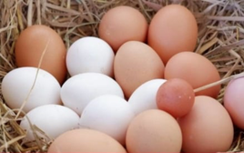 Trứng gà màu nâu và màu trắng loại nào tốt hơn?
