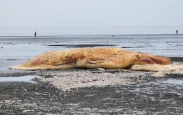 Nghệ An: Một phần xác cá voi lớn dạt vào bờ biển