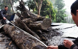 Phát hiện gỗ âm trầm quý hiếm trị giá hàng tỷ đồng tại Trung Quốc
