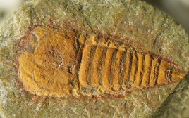 Sinh vật lạ bị "phong ấn" trong đá 478 triệu năm: Thủy tổ nhiều loài