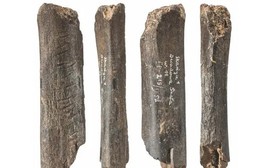 Bí ẩn tác phẩm nghệ thuật từ bộ xương gấu 130.000 năm tuổi