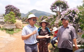 Vườn bằng lăng trăm tỷ tốn 1,5 triệu/ngày thuê người tưới, chủ tự hào "cây oách nhất Việt Nam đều ở đây"