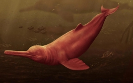 Phát hiện cá heo cổ đại khổng lồ ở Amazon