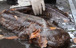 Loài "quái ngư" khổng lồ bất ngờ xuất hiện tại Nhật Bản sau mưa lớn