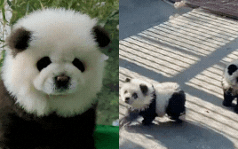 Sở thú Trung Quốc "cải trang" chó thành gấu trúc, lý do khiến nhiều người ngỡ ngàng