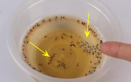 Muỗi sợ nhất bát "nước" này, chỉ cần đặt một vài cái trong nhà, muỗi và côn trùng bị diệt sạch sẽ