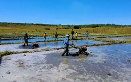 Định "cãi ý trời" trồng lúa nước trong mùa khô, trang trại người Việt tại Angola điêu đứng