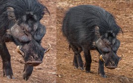 Top 7 loài lợn rừng 'mạnh mẽ' nhất trong tự nhiên!