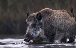Cảnh báo 'siêu lợn' Canada sớm xâm lấn và hoành hành khắp Bắc Mỹ