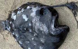 Bí ẩn cá "giống người ngoài hành tinh" chết dạt vào bãi biển Mỹ