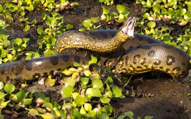 Bộ ảnh kinh ngạc về loài trăn Anaconda lớn nhất thế giới tìm thấy ở Nam Mỹ