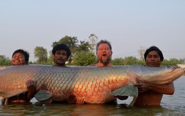 Bắt được 'quái ngư' ở Thái Lan: Nặng hơn 200kg, thuộc loài cá nước ngọt lớn nhất hành tinh