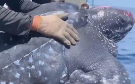Ngư dân Quảng Nam thả rùa quý hiếm 200kg về biển