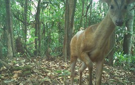 Ghi nhận nhiều động vật quý hiếm tại khu rừng nguyên sinh của Quảng Bình