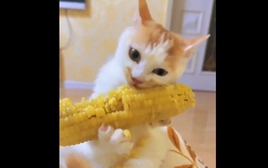 Bất ngờ về chú mèo khoái ăn bắp ngô như món chính