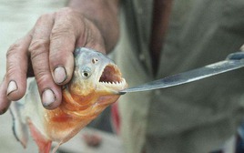 Tại sao cá piranha vô cùng hung dữ nhưng vẫn không thể thống trị sông Amazon?