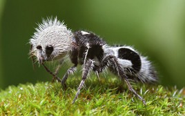 Panda ant: Dù có tên gọi là kiến, nhưng thực chất chúng lại là những con ong bắp cày