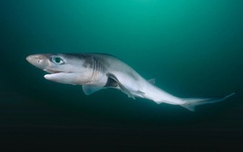 Các nhà khoa học lo ngại khi cá mập dương tính với cocain