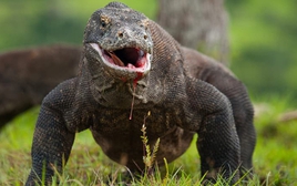 Răng của rồng Komodo được phát hiện có lớp phủ sắt sắc vô cùng nhọn
