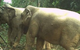 Loài voi bị suy giảm quá nhanh, Việt Nam lên kế hoạch bảo vệ lâu dài