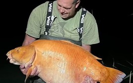 Cá vàng lớn nhất thế giới 20 năm tuổi suýt kéo cần thủ xuống nước