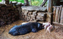 Phát hiện mộ cổ Bắc Tề trong chuồng lợn: Câu chuyện về người nông dân, 'kẻ trộm lợn' và những bí ẩn lịch sử