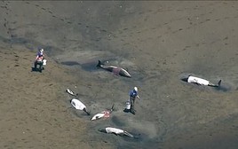 Hình ảnh đau lòng: Hàng trăm chú cá heo mắc cạn và chết trên bờ biển vì nguyên nhân bí ẩn