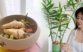 Không ngờ củ gừng bé xíu trong bếp lại là "bảo bối" phong thủy, giúp cả nhà tôi tránh nồm ẩm mốc, đón vượng khí!