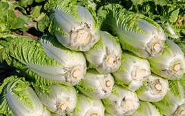 Mẹo chọn cải thảo siêu chuẩn của dân bán rau: Nhìn một chỗ ít ai để ý, là biết ngay ngon hay dở!