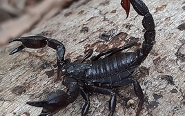 Thuốc ung thư đột phá từ nọc độc bọ cạp?