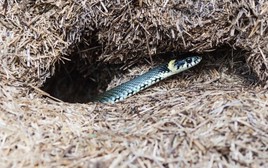 10 dấu hiệu cho thấy rắn có thể đã bò vào nhà hoặc sân vườn, gia chủ cần biết để giữ an toàn