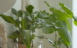 Ông bà dặn: "Nhà có cây mát, người có phúc dày" - Trồng 5 cây này quý nhân chắc chắn ghé thăm