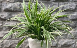 NASA gọi tên 10 cây tốt nhất để trồng trong nhà