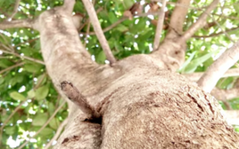 Nhà có 4 loại cây cảnh này may mắn kéo dài, hút đầy tài lộc phú quý, bảo sao người giàu thích mê